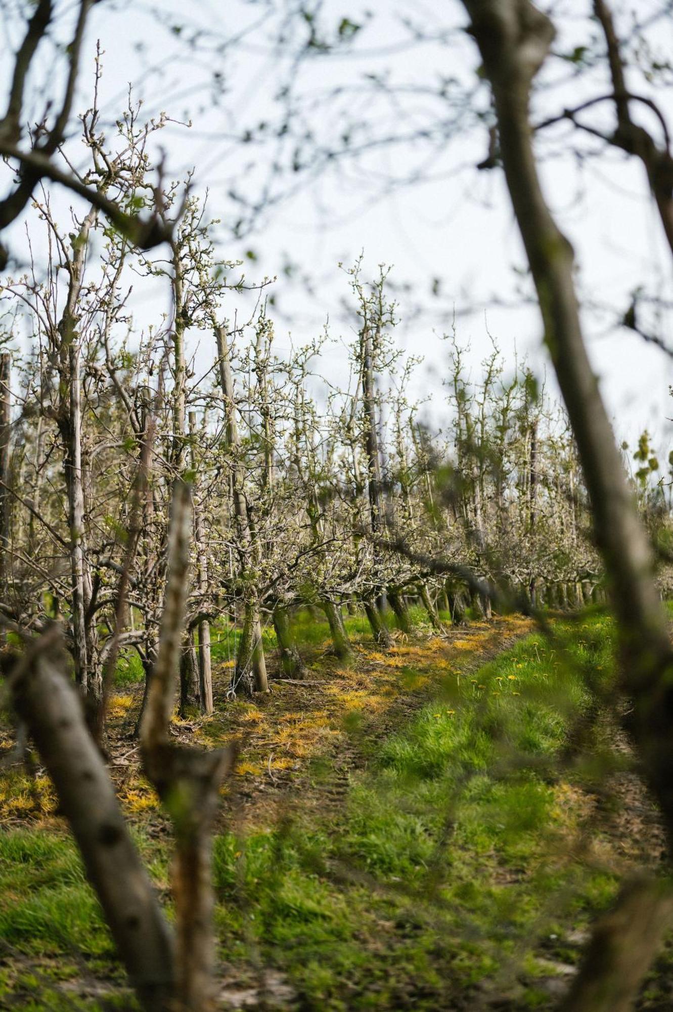Hoeve De Reetjens - La Porcherie Bilzen Dış mekan fotoğraf